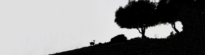 foresta