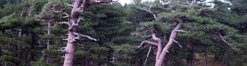 foresta